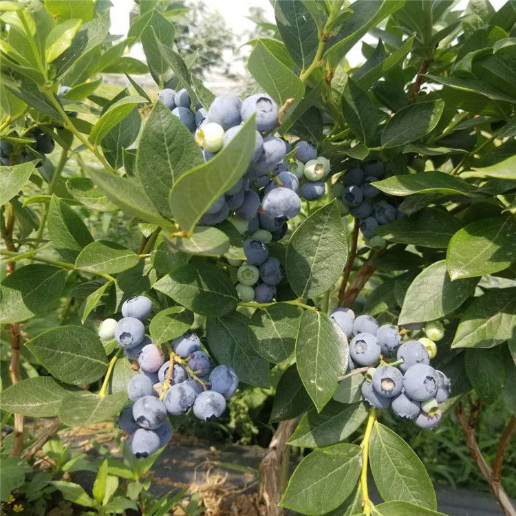 盆栽艾克塔藍(lán)莓苗 萬年伯克利藍(lán)莓苗隨時(shí)發(fā)貨