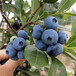 种植大粒星蓝莓苗德钦莱格西蓝莓苗原产地