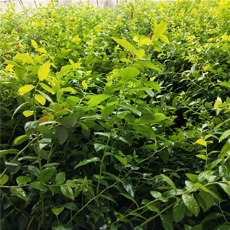 種植大粒星藍莓苗 德欽萊格西藍莓苗原產地