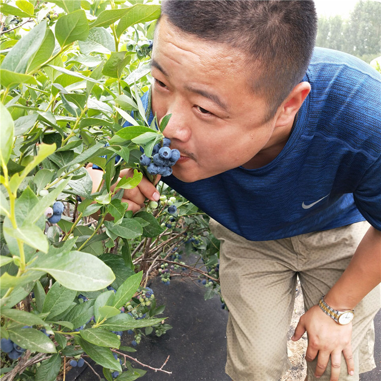 出售藍鳥藍莓苗 憑祥市塞拉藍莓苗零售價