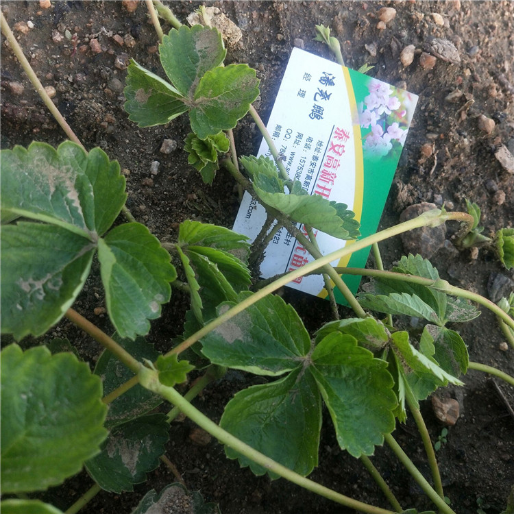 達(dá)娜草莓苗價格 站前區(qū)分株牛奶草莓苗  草莓苗行情