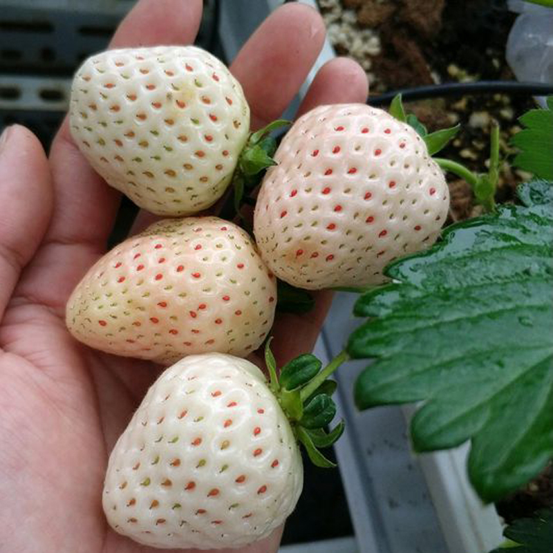 達(dá)娜草莓苗價格 站前區(qū)分株牛奶草莓苗  草莓苗行情