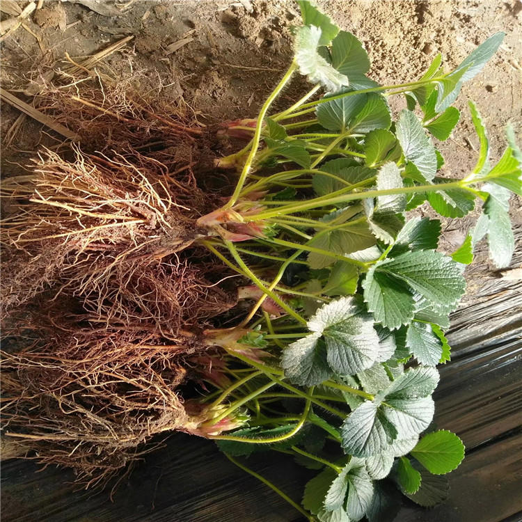達(dá)娜草莓苗價格 站前區(qū)分株牛奶草莓苗  草莓苗行情