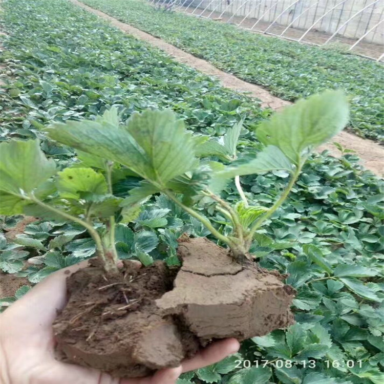 豐香草莓苗供應(yīng) 玉泉區(qū)露天妙香草莓苗  草莓苗出售基地