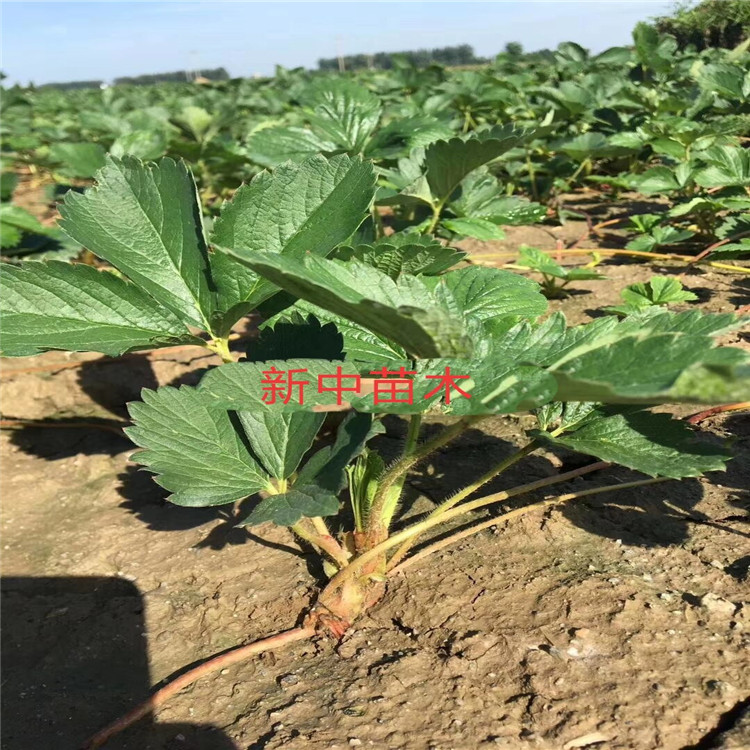 達(dá)娜草莓苗價格 站前區(qū)分株牛奶草莓苗  草莓苗行情
