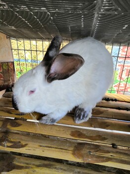 杂交野兔野兔价格獭兔价格肉兔多少钱一斤