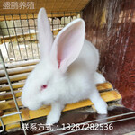 活体肉兔出售獭兔比利时种兔价格肉兔繁殖能力免费运输