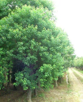 江苏香樟树价格香樟树苗木供应