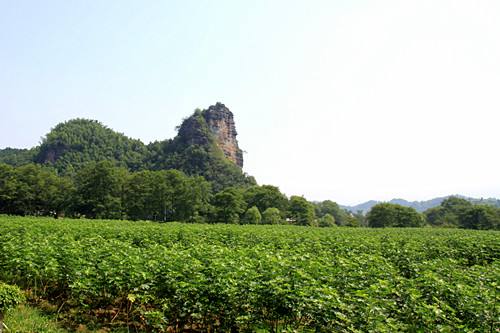 优良-新品种无花果树苗附近有卖