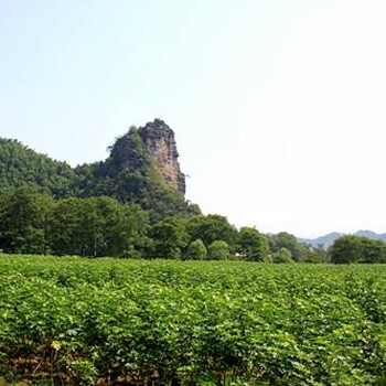 无花果树苗-仙桃价格