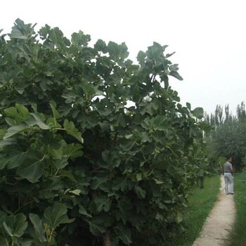 提供-无花果树苗批发价格