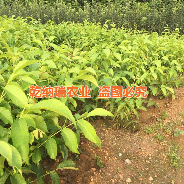 求購(gòu)美國(guó)長(zhǎng)山核桃、美國(guó)長(zhǎng)山核桃種植技術(shù)