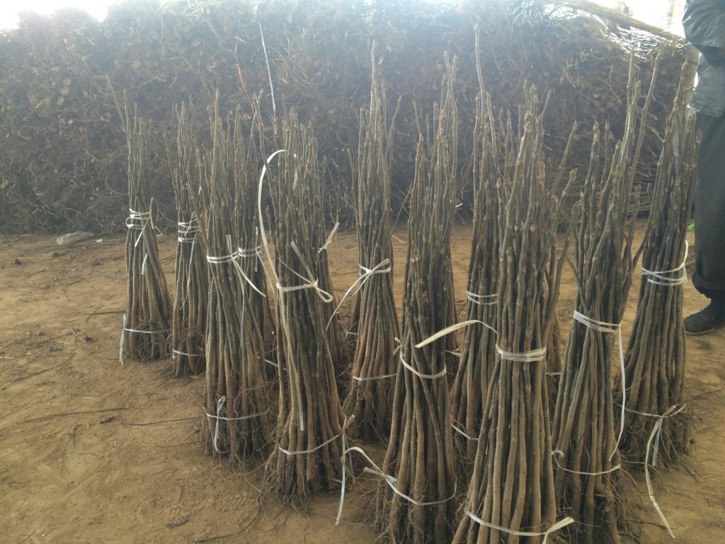 大規(guī)格美國長山核桃、美國長山核桃批發(fā)商