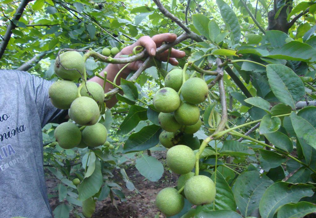 求購(gòu)美國(guó)長(zhǎng)山核桃、美國(guó)長(zhǎng)山核桃種植技術(shù)