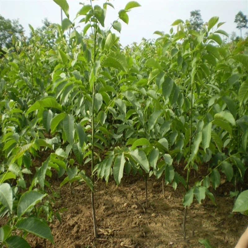 求購(gòu)美國(guó)長(zhǎng)山核桃、美國(guó)長(zhǎng)山核桃種植技術(shù)