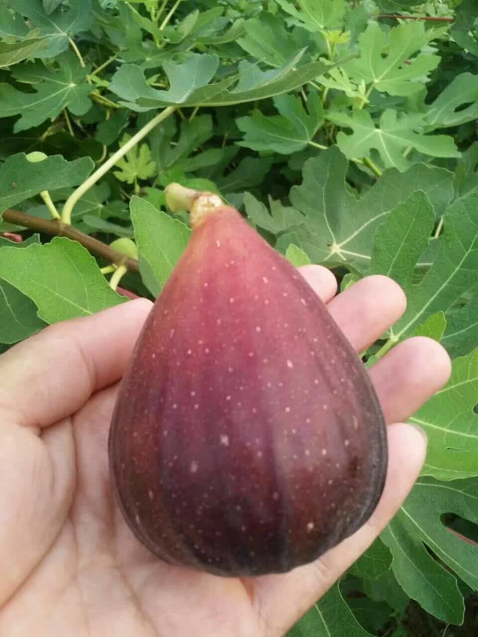 遼寧無花果苗木哪里有賣的
