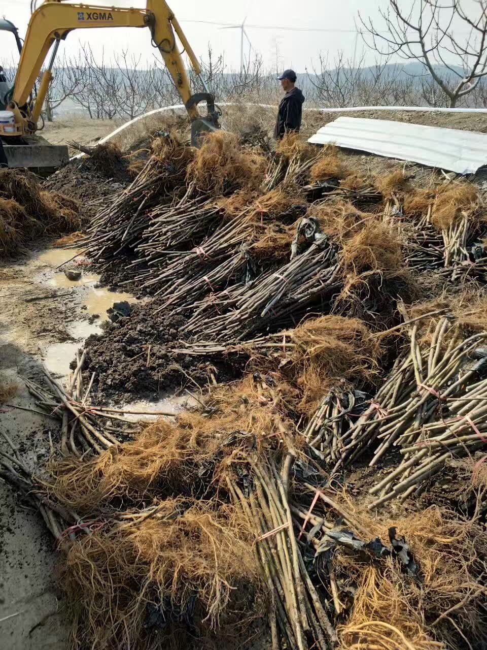 省三公分无花果苗种植