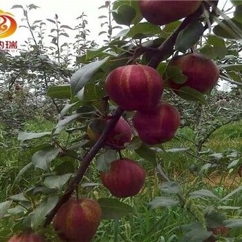 早酥红梨苗供应商、3公分梨树苗现挖现卖