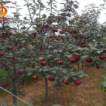 早酥红梨树苗哪里有、梨树实生苗您放心的选择