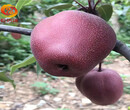 早酥红梨树苗哪里有出售、玉露香梨树苗（质量保证）图片