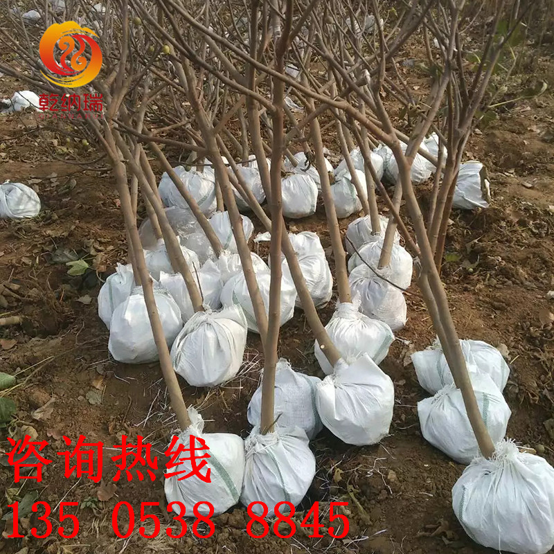 广西华丽无花果苗供求信息网（欢迎光临）