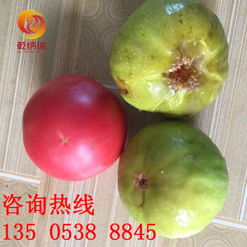 早酥紅梨樹(shù)苗基地價(jià)格、丑梨樹(shù)苗果樹(shù)苗