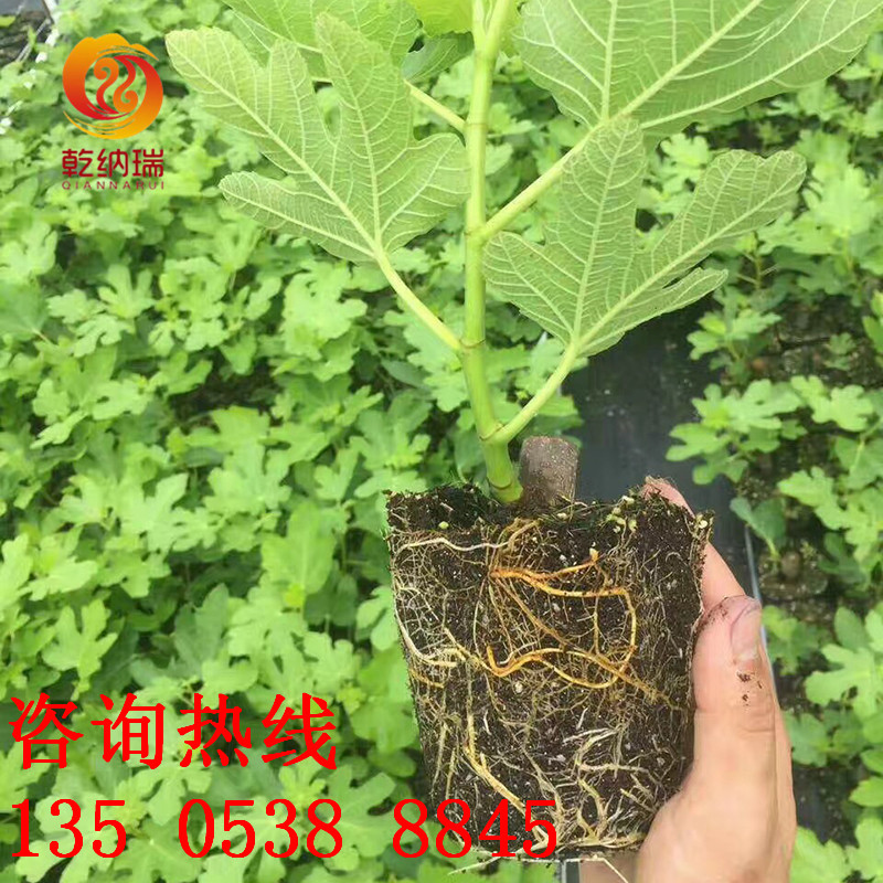 吉林紫色无花果苗近期走势（欢迎光临）