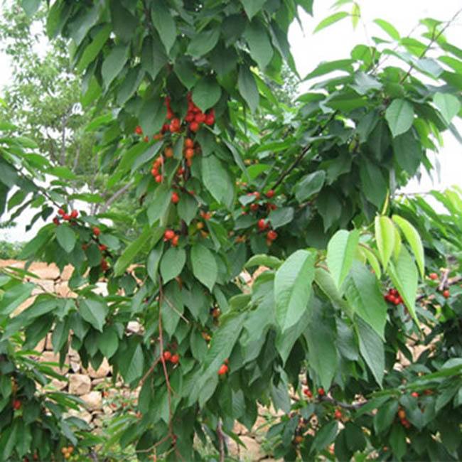 青海玉树3公分樱桃树基地价格