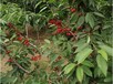 新疆巴音州4公分櫻桃樹價格