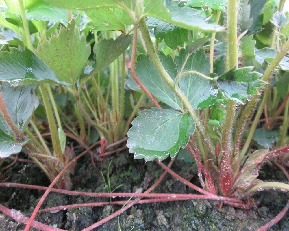 海拉爾小白草莓苗、小白草莓苗哪里有賣的