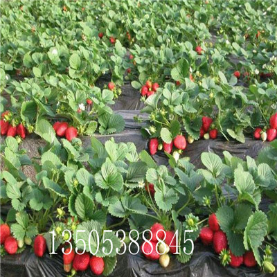 无锡法兰地草莓苗价格