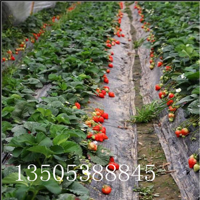 小白草莓苗价格