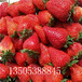 烟台法兰地草莓苗多少钱
