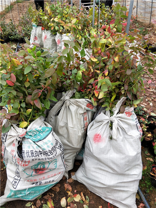 5年藍莓苗月度評述 秦皇島市5年藍莓苗