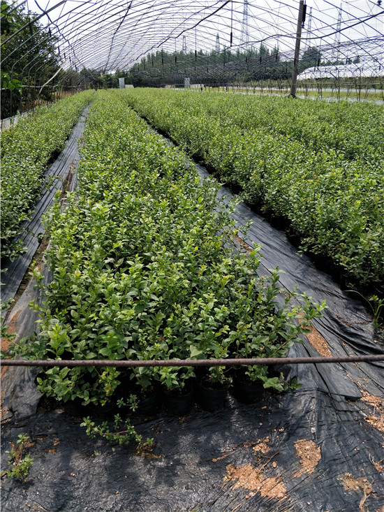 四年蓝莓苗市场价格 张家口市1年蓝莓苗