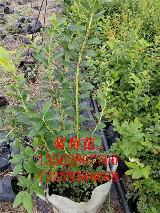 三年藍(lán)莓苗價(jià)格行情 廊坊市2年藍(lán)莓苗