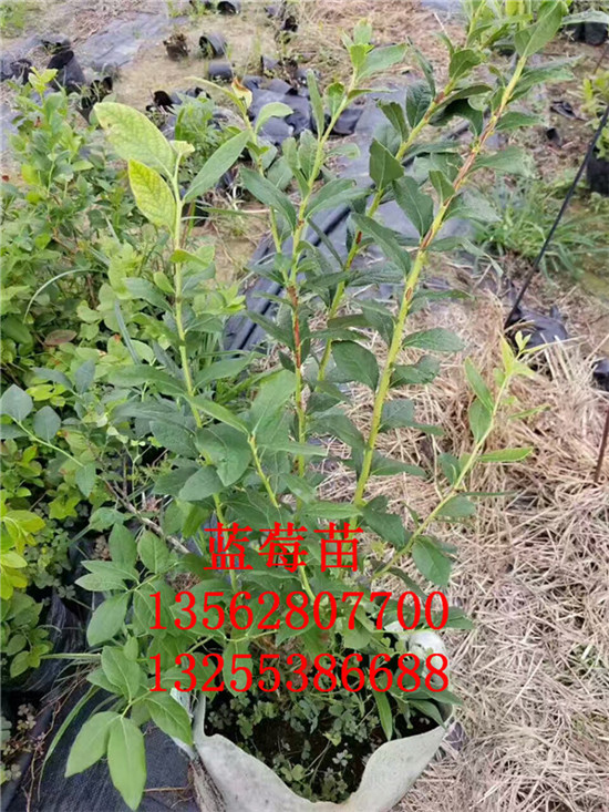 5年藍莓苗月度評述 秦皇島市5年藍莓苗