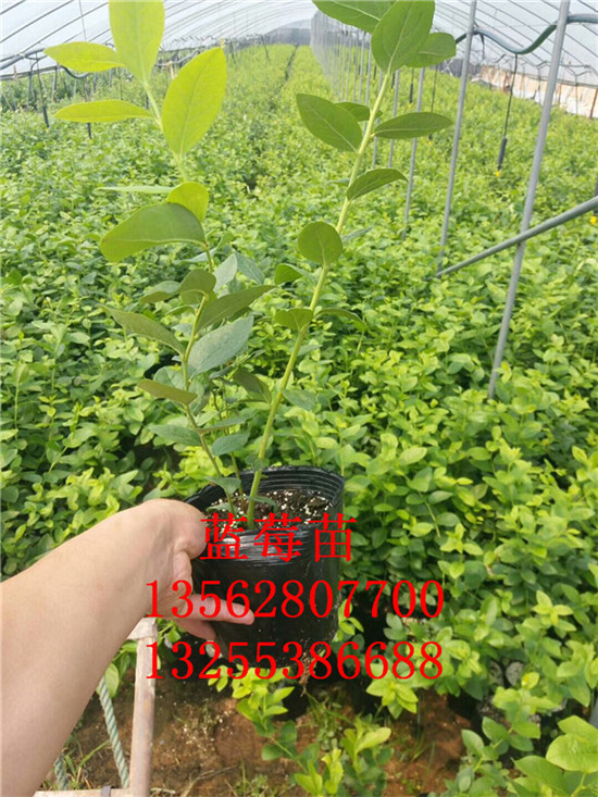 5年藍莓苗月度評述 秦皇島市5年藍莓苗