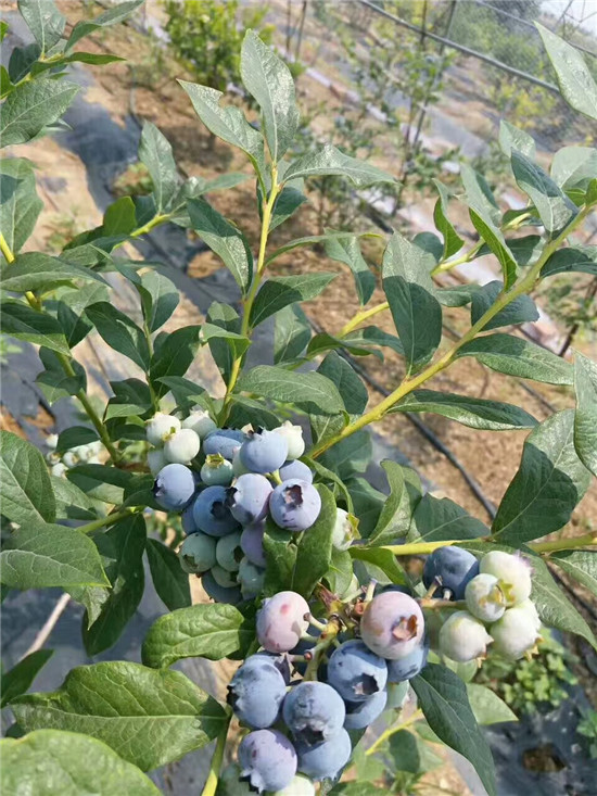 喜来蓝莓苗代理 唐山市喜来蓝莓苗