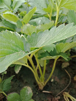 草莓苗子代理奶油草莓苗