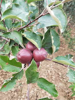 2公分苹果树苗管理办法