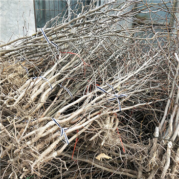 7公分冬棗大棗樹示范基地淮安冬棗2號樹苗