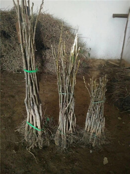 畢節(jié)6公分核桃樹(shù)4公分核桃樹(shù)銷(xiāo)售