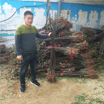 畢節(jié)3公分秋月梨樹(shù)苗價(jià)格全紅梨苗哪里有