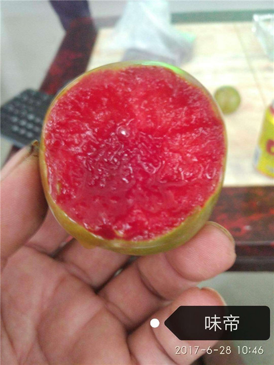 美國杏味帝苗零售 3公分味帝李子苗價格行情