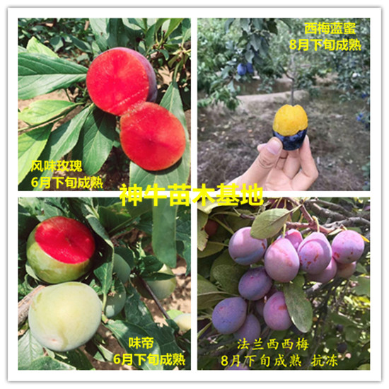 味帝血絲李樹苗新品種 1公分味帝李子苗價(jià)格