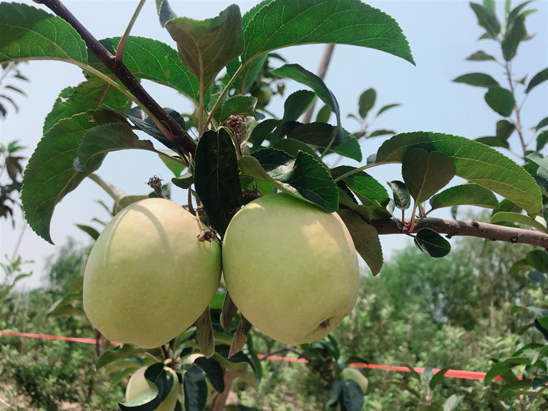 鲁丽苹果苗 怎样定杆修剪