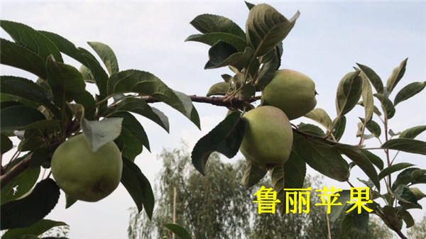矮化魯麗蘋果苗授粉樹