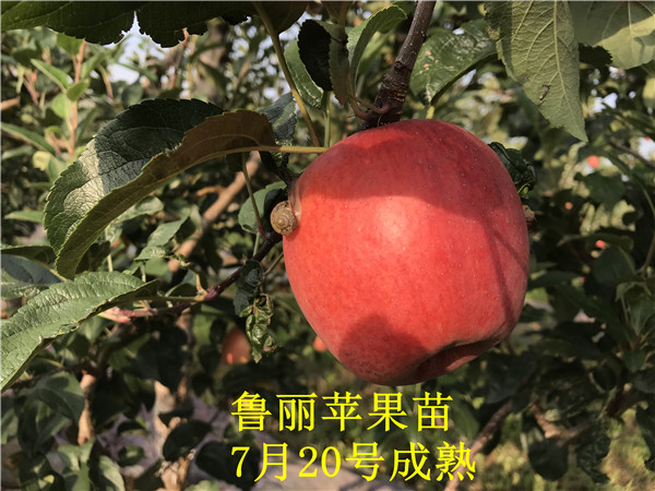 鲁丽苹果苗几月份成熟