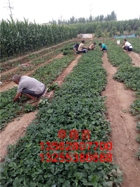 妙香7號(hào)草莓苗 介紹